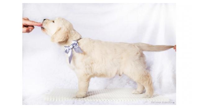 Щенки папийона (папильона) в питомнике Бон Плезир Щенки папийона (папильона) в питомнике Бон Плезир