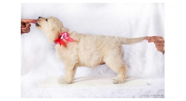 Щенки папийона (папильона) в питомнике Бон Плезир Щенки папийона (папильона) в питомнике Бон Плезир