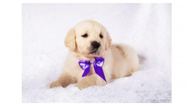 Щенки папийона (папильона) в питомнике Бон Плезир Щенки папийона (папильона) в питомнике Бон Плезир