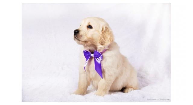 Щенки папийона (папильона) в питомнике Бон Плезир Щенки папийона (папильона) в питомнике Бон Плезир