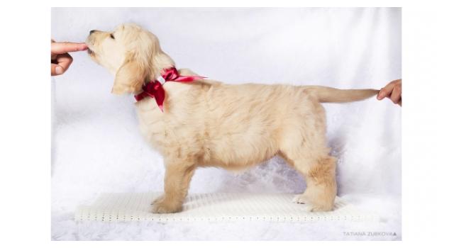 Щенки папийона (папильона) в питомнике Бон Плезир Щенки папийона (папильона) в питомнике Бон Плезир