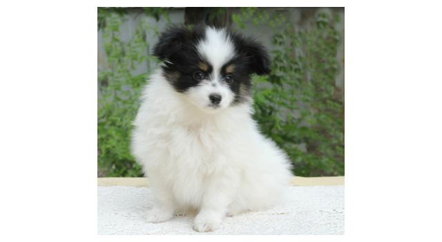 Щенки папийона (папильона) в питомнике Бон Плезир Щенки папийона (папильона) в питомнике Бон Плезир