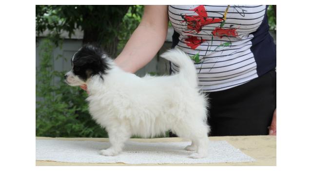 Щенки папийона (папильона) в питомнике Бон Плезир Щенки папийона (папильона) в питомнике Бон Плезир
