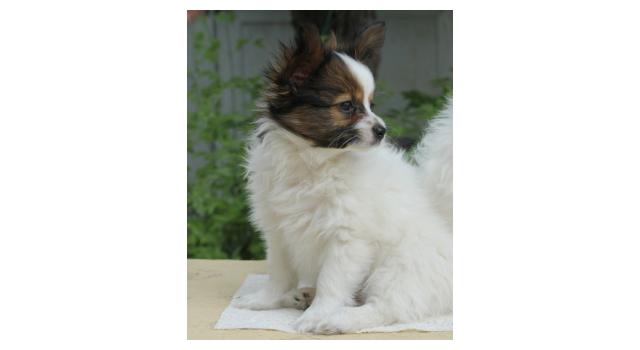 Щенки папийона (папильона) в питомнике Бон Плезир Щенки папийона (папильона) в питомнике Бон Плезир