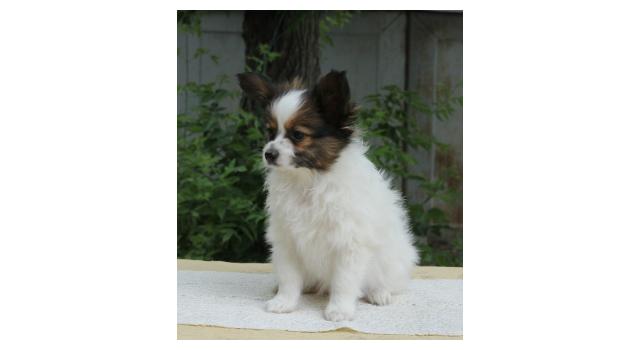 Щенки папийона (папильона) в питомнике Бон Плезир Щенки папийона (папильона) в питомнике Бон Плезир