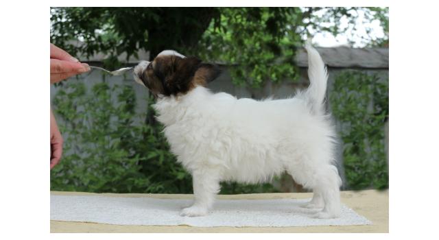 Щенки папийона (папильона) в питомнике Бон Плезир Щенки папийона (папильона) в питомнике Бон Плезир