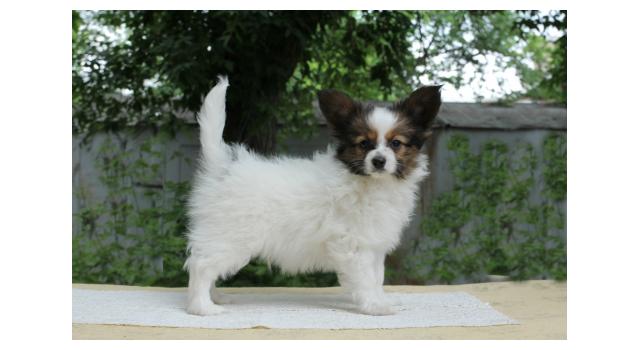 Щенки папийона (папильона) в питомнике Бон Плезир Щенки папийона (папильона) в питомнике Бон Плезир