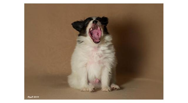 Щенки папийона (папильона) в питомнике Бон Плезир Щенки папийона (папильона) в питомнике Бон Плезир