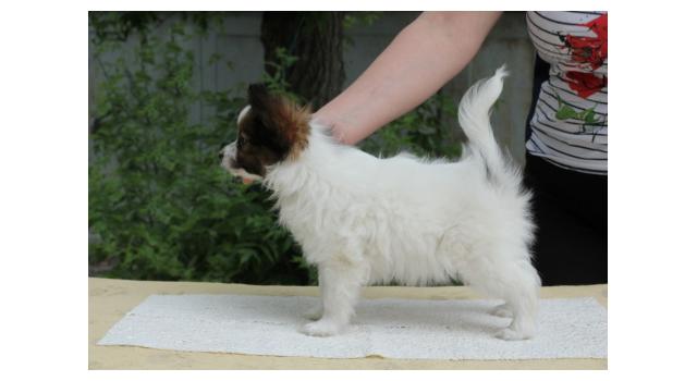 Щенки папийона (папильона) в питомнике Бон Плезир Щенки папийона (папильона) в питомнике Бон Плезир