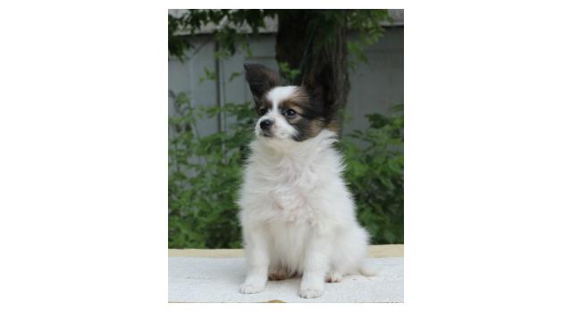 Щенки папийона (папильона) в питомнике Бон Плезир Щенки папийона (папильона) в питомнике Бон Плезир