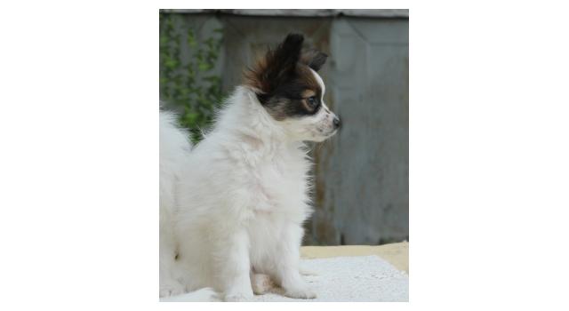 Щенки папийона (папильона) в питомнике Бон Плезир Щенки папийона (папильона) в питомнике Бон Плезир