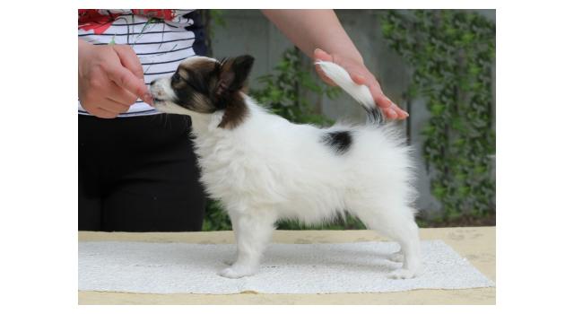 Щенки папийона (папильона) в питомнике Бон Плезир Щенки папийона (папильона) в питомнике Бон Плезир