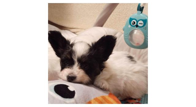 Щенки папийона (папильона) в питомнике Бон Плезир Щенки папийона (папильона) в питомнике Бон Плезир