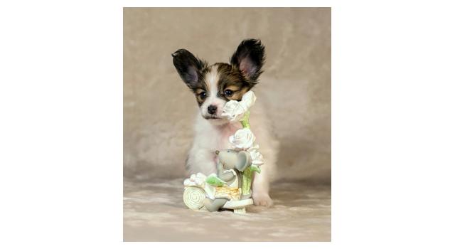 Щенки папийона (папильона) в питомнике Бон Плезир Щенки папийона (папильона) в питомнике Бон Плезир