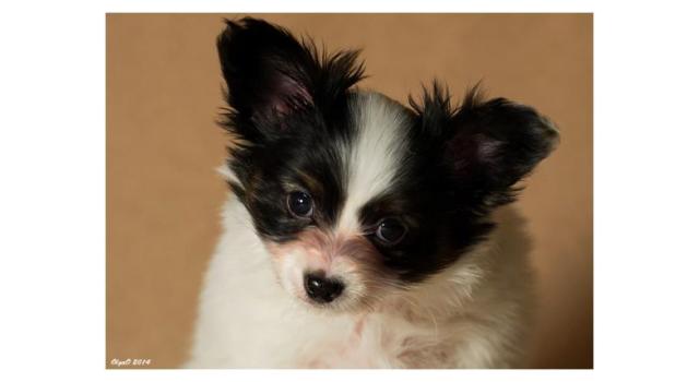 Щенки папийона (папильона) в питомнике Бон Плезир Щенки папийона (папильона) в питомнике Бон Плезир