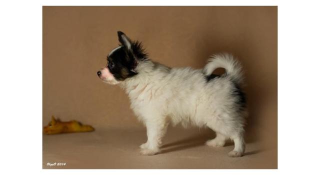 Щенки папийона (папильона) в питомнике Бон Плезир Щенки папийона (папильона) в питомнике Бон Плезир