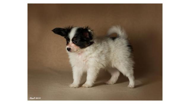 Щенки папийона (папильона) в питомнике Бон Плезир Щенки папийона (папильона) в питомнике Бон Плезир