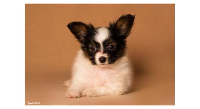 Щенки папийона (папильона) в питомнике Бон Плезир Щенки папийона (папильона) в питомнике Бон Плезир