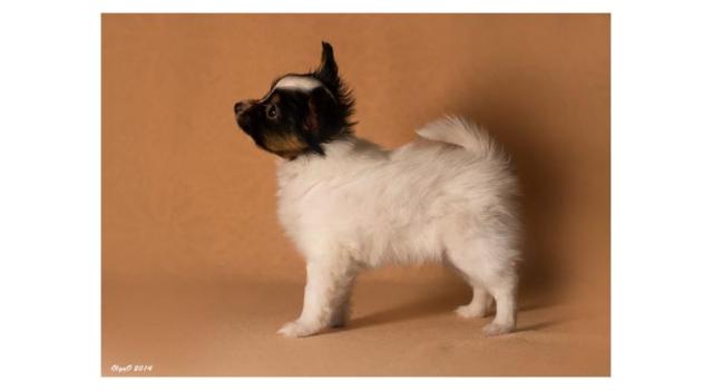 Щенки папийона (папильона) в питомнике Бон Плезир Щенки папийона (папильона) в питомнике Бон Плезир