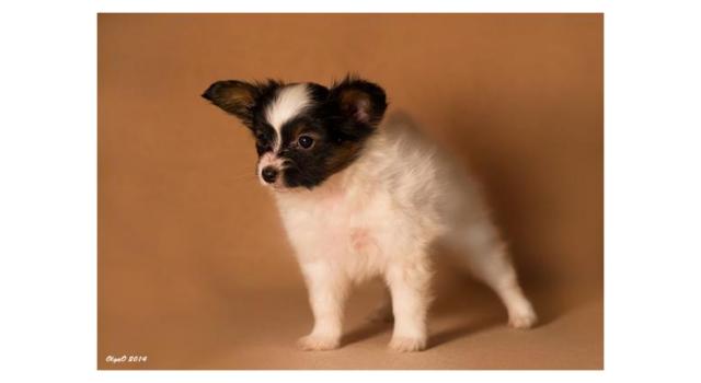 Щенки папийона (папильона) в питомнике Бон Плезир Щенки папийона (папильона) в питомнике Бон Плезир