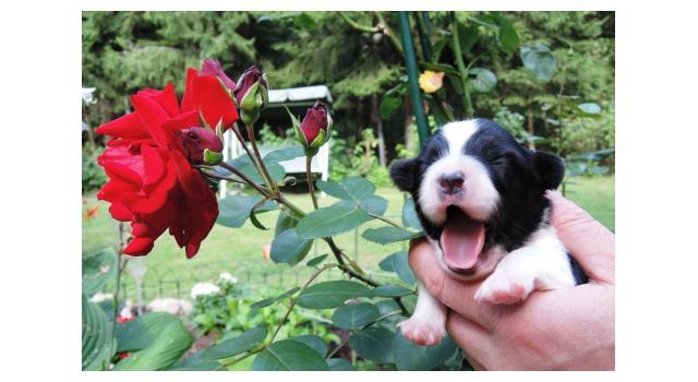 Щенки папийона (папильона) в питомнике Бон Плезир Щенки папийона (папильона) в питомнике Бон Плезир