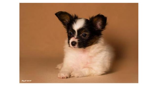 Щенки папийона (папильона) в питомнике Бон Плезир Щенки папийона (папильона) в питомнике Бон Плезир