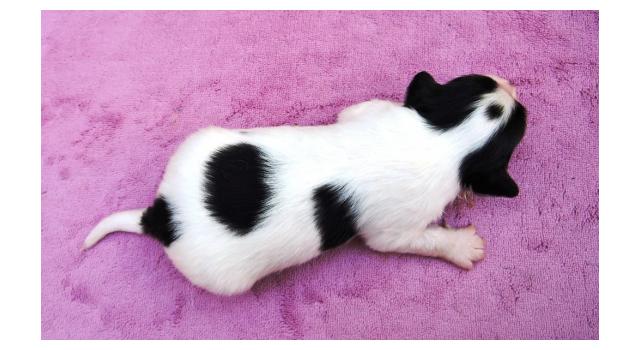 Щенки папийона (папильона) в питомнике Бон Плезир Щенки папийона (папильона) в питомнике Бон Плезир