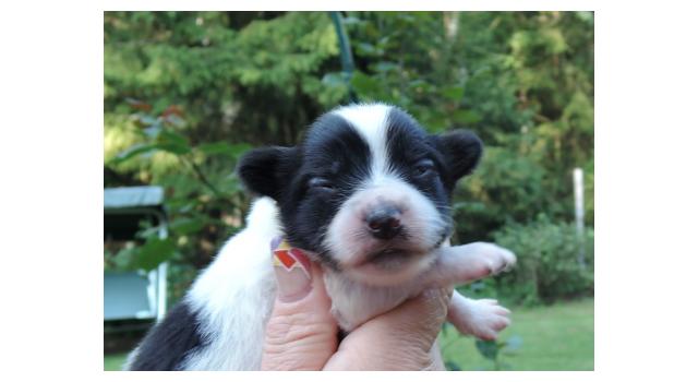 Щенки папийона (папильона) в питомнике Бон Плезир Щенки папийона (папильона) в питомнике Бон Плезир