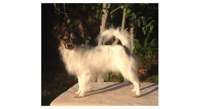 Puppies of papillon in Bon Plaisir Kennel Puppies of papillon in Bon Plaisir Kennel