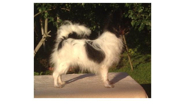 Puppies of papillon in Bon Plaisir Kennel Puppies of papillon in Bon Plaisir Kennel