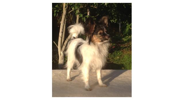 Puppies of papillon in Bon Plaisir Kennel Puppies of papillon in Bon Plaisir Kennel