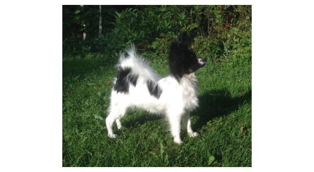 Puppies of papillon in Bon Plaisir Kennel Puppies of papillon in Bon Plaisir Kennel