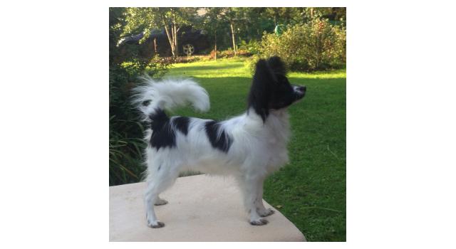 Puppies of papillon in Bon Plaisir Kennel Puppies of papillon in Bon Plaisir Kennel
