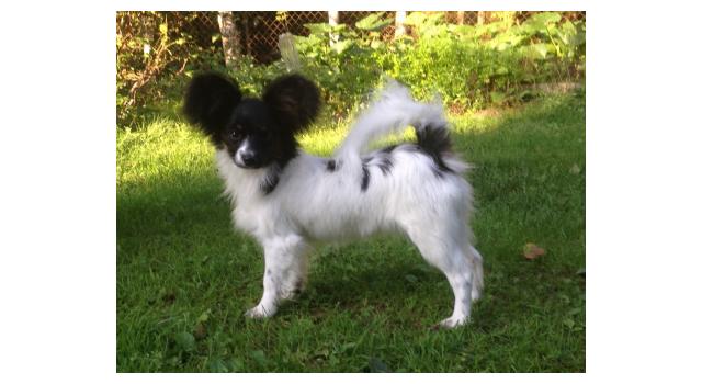 Puppies of papillon in Bon Plaisir Kennel Puppies of papillon in Bon Plaisir Kennel