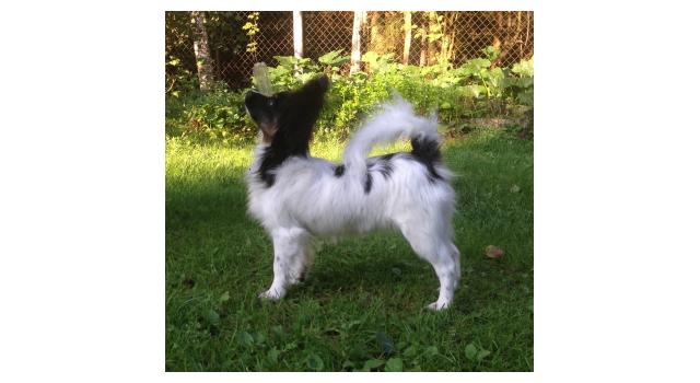 Puppies of papillon in Bon Plaisir Kennel Puppies of papillon in Bon Plaisir Kennel