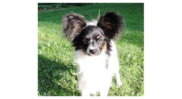 Puppies of papillon in Bon Plaisir Kennel Puppies of papillon in Bon Plaisir Kennel