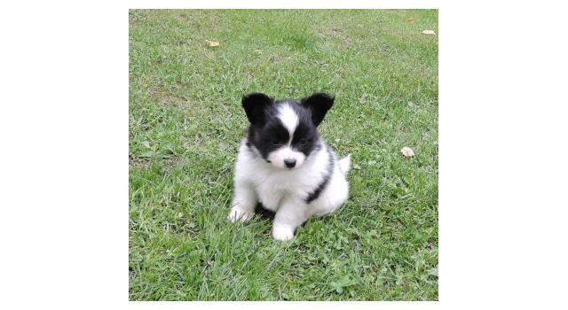 Щенки папийона (папильона) в питомнике Бон Плезир Щенки папийона (папильона) в питомнике Бон Плезир