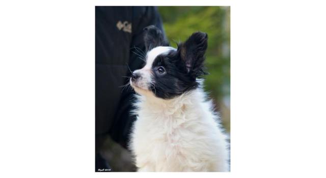 Щенки папийона (папильона) в питомнике Бон Плезир Щенки папийона (папильона) в питомнике Бон Плезир