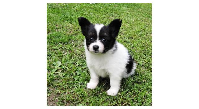 Щенки папийона (папильона) в питомнике Бон Плезир Щенки папийона (папильона) в питомнике Бон Плезир
