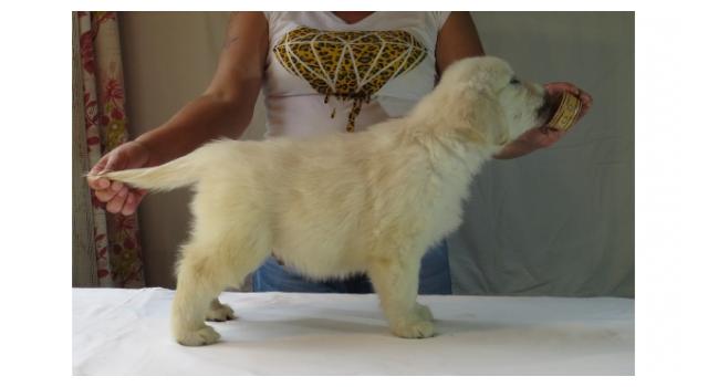 Щенки папийона (папильона) в питомнике Бон Плезир Щенки папийона (папильона) в питомнике Бон Плезир