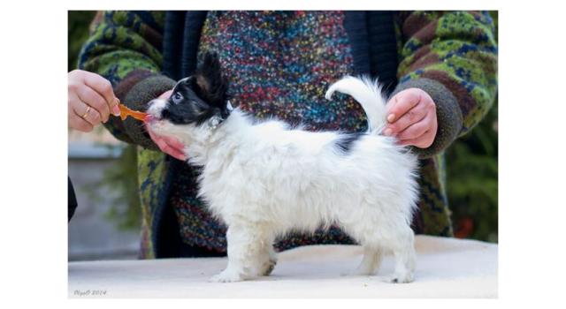 Щенки папийона (папильона) в питомнике Бон Плезир Щенки папийона (папильона) в питомнике Бон Плезир