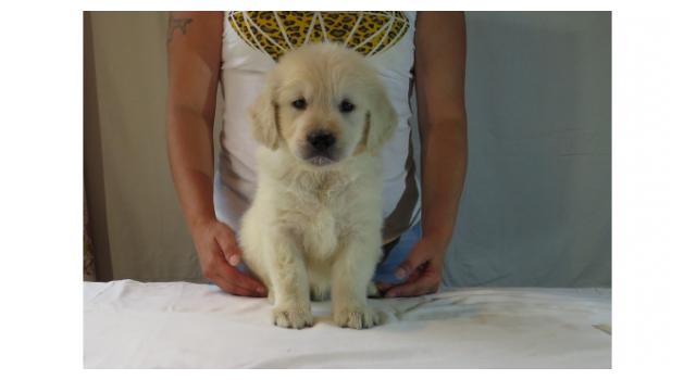 Щенки папийона (папильона) в питомнике Бон Плезир Щенки папийона (папильона) в питомнике Бон Плезир