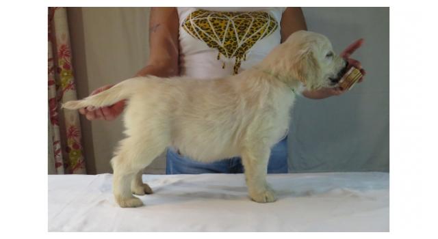 Щенки папийона (папильона) в питомнике Бон Плезир Щенки папийона (папильона) в питомнике Бон Плезир