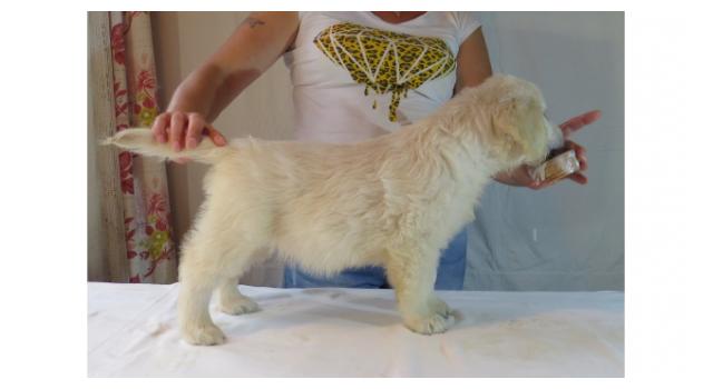 Щенки папийона (папильона) в питомнике Бон Плезир Щенки папийона (папильона) в питомнике Бон Плезир