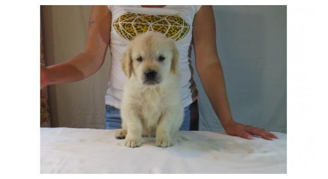 Щенки папийона (папильона) в питомнике Бон Плезир Щенки папийона (папильона) в питомнике Бон Плезир