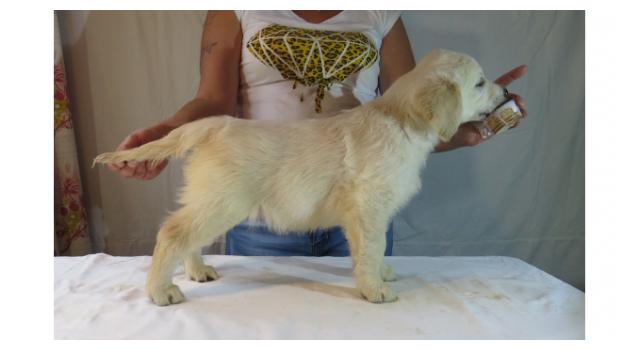 Щенки папийона (папильона) в питомнике Бон Плезир Щенки папийона (папильона) в питомнике Бон Плезир