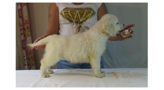 Щенки папийона (папильона) в питомнике Бон Плезир Щенки папийона (папильона) в питомнике Бон Плезир