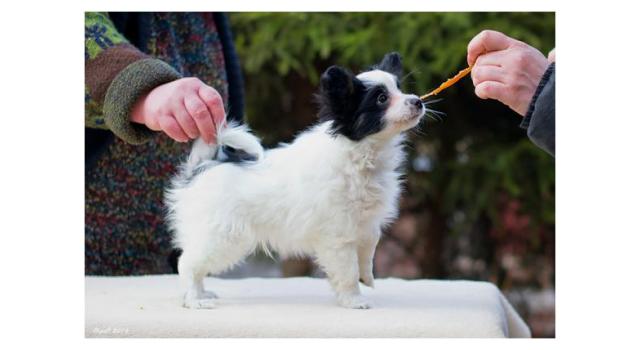 Щенки папийона (папильона) в питомнике Бон Плезир Щенки папийона (папильона) в питомнике Бон Плезир