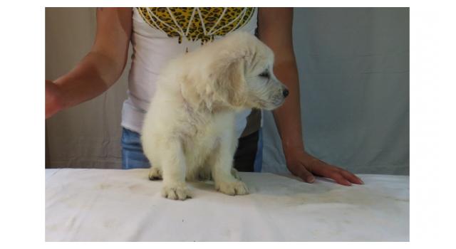 Щенки папийона (папильона) в питомнике Бон Плезир Щенки папийона (папильона) в питомнике Бон Плезир