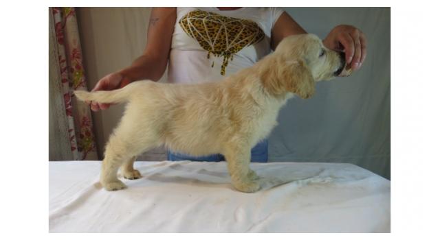 Щенки папийона (папильона) в питомнике Бон Плезир Щенки папийона (папильона) в питомнике Бон Плезир